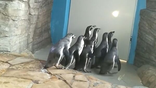 Лапы в стороны: для пингвинов провели зарядку в Приморском океанариуме - Sputnik Грузия