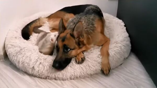 Совпали по темпераменту: необычная дружба собаки с хорьком - Sputnik Грузия