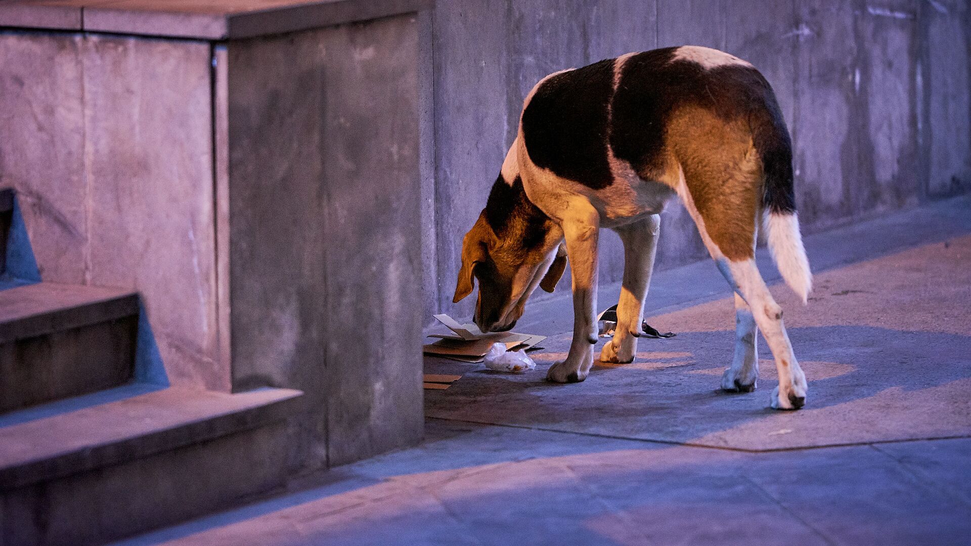 Бродячая уличная собака в поисках еды роется среди мусора - Sputnik Грузия, 1920, 28.04.2023