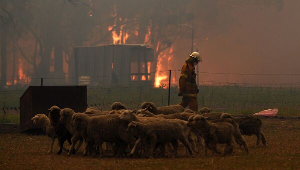 Стадо овец спасается от пожара в Австралии - Sputnik Грузия