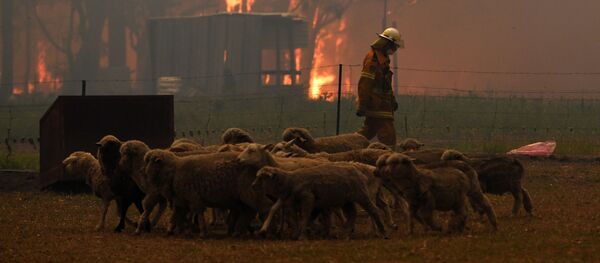 Стадо овец спасается от пожара в Австралии Стадо овец спасается от пожара в Австралии - Sputnik Грузия