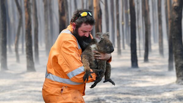 Австралийский пожарный со спасенной коалой - Sputnik Грузия