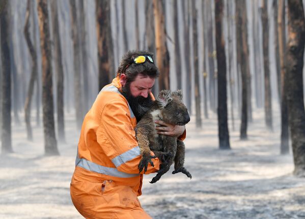 Профессор Крис Дикман установил, что более 800 миллионов животных стали жертвами пожаров в штате Новый Южный Уэльс - Sputnik Грузия