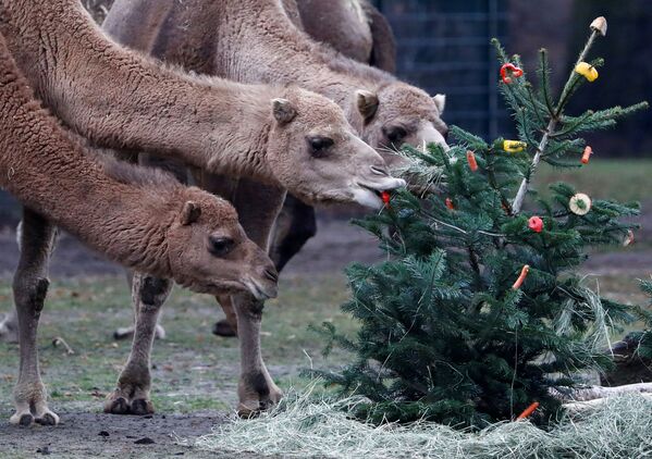  Верблюды едят рождественскую елку в зоопарке Tierpark в Берлине. Елки им приносят специально - верблюды очень любят кору и хвою - Sputnik Грузия