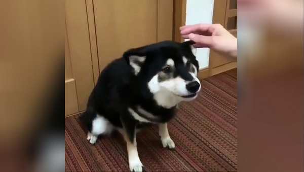 Рискни погладить: пугающая улыбка собаки в ответ на ласку покорила Сеть – видео - Sputnik Грузия