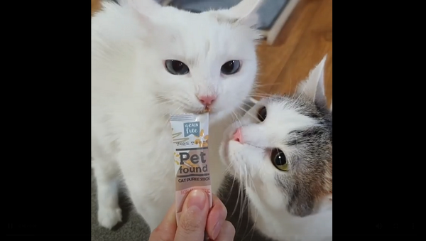 Ты не ты, когда голоден: кот случайно зажевал язык кошки вместо корма – видео - Sputnik Грузия
