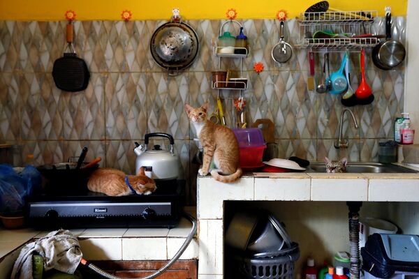 Ухоженных кошек семья надеется пристроить в добрые руки

 - Sputnik Грузия
