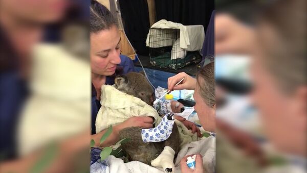 Австралийские ветеринары спасли коалу из огня - Sputnik Грузия