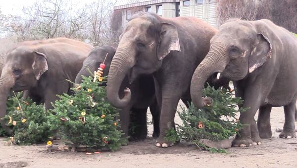 Забавные животные: слоны объедаются новогодними елками - Sputnik Грузия