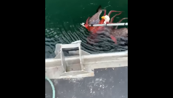 Рыбаки спасли орла от напавшего на него в ответ осьминога – удивительное видео - Sputnik Грузия