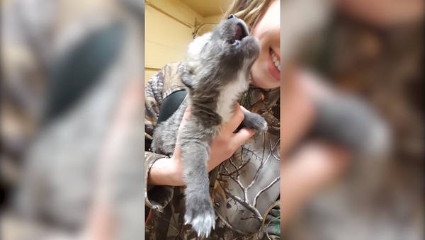 Девушка сняла на видео первые завывания волчонка и умилила Сеть - Sputnik Грузия