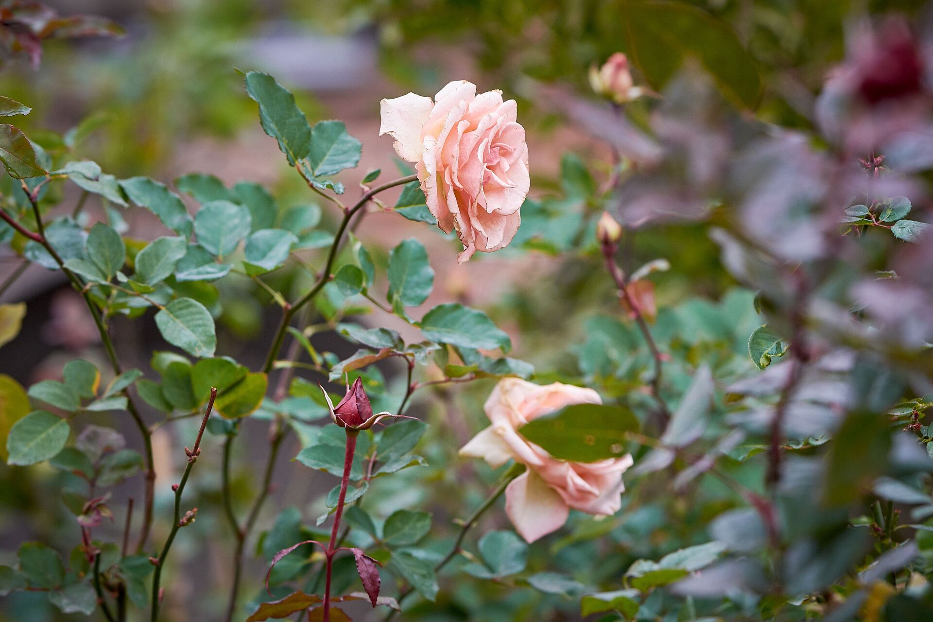 Роза в саду - Sputnik Грузия, 1920, 19.09.2022