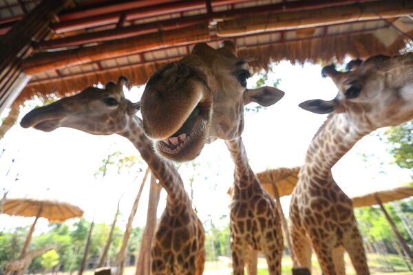 Жирафы в Vinpearl Safari park во Вьетнаме - Sputnik Грузия
