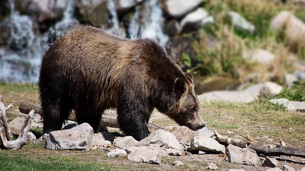 Медведь гризли  - Sputnik Грузия
