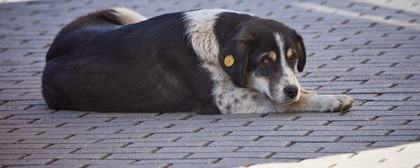მიუსაფარი ძაღლი მიუსაფარი ძაღლი - Sputnik საქართველო