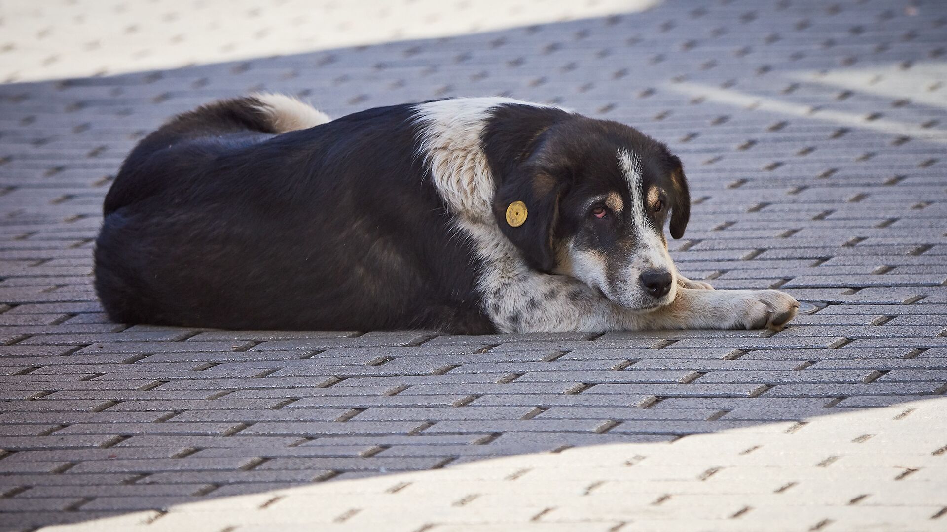 Бродячая бездомная собака - Sputnik Грузия, 1920, 21.09.2022