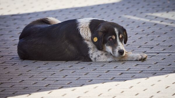 Бродячая бездомная собака - Sputnik Грузия