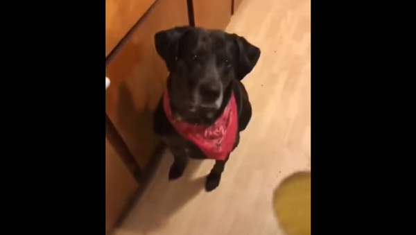 Любопытная собака впервые попробовала соленый огурец, ее реакция бесценна – видео - Sputnik Грузия