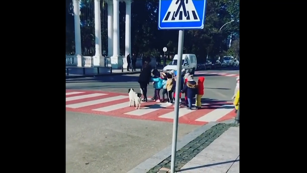 Бездомная собака из Грузии помогла школьникам перейти дорогу и стала звездой Сети – видео - Sputnik Грузия