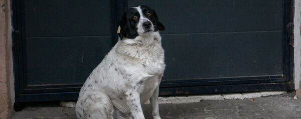 „კუპატა“ ბათუმიდან „კუპატა“ ბათუმიდან - Sputnik საქართველო