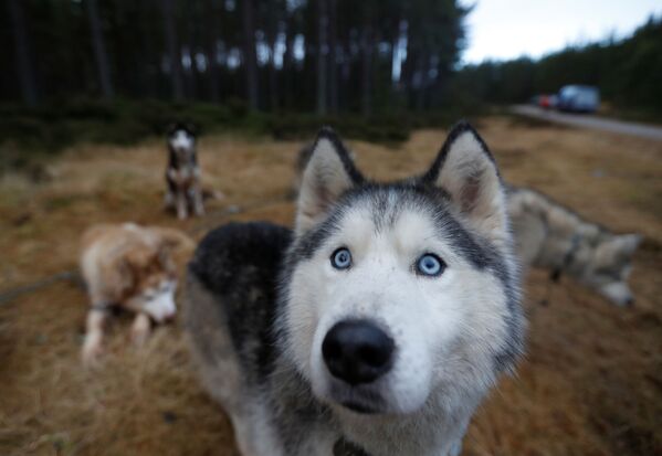 Турнир по гонкам на собачьих упряжках прошел в Шотландии на горнолыжном курорте Авимор 20 января. Собачье ралли, ставшее уже традицией, провели в этом году в 27 раз. В нем приняли участие больше тысячи собак - Sputnik Грузия