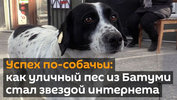 Успех по-собачьи: как уличный пес из Батуми стал звездой интернета - Sputnik Грузия