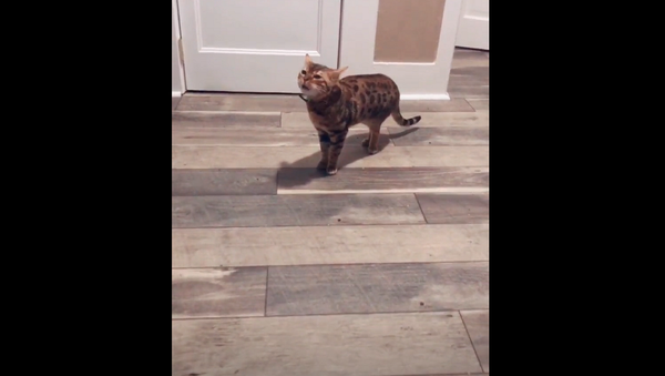Очень странное мяуканье кота оставила соцсети в замешательстве – видео - Sputnik Грузия