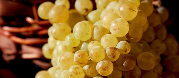 ყურძენი - Sputnik საქართველო