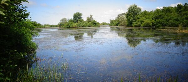 ჭაობები კოლხეთის ეროვნულ პარკში ჭაობები კოლხეთის ეროვნულ პარკში - Sputnik საქართველო