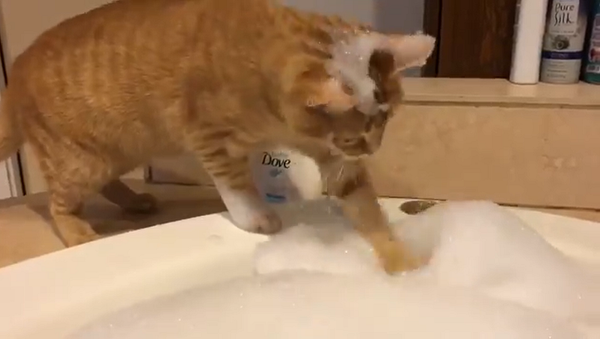 Кот намылился и искупал сам себя, удивив соцсети – видео - Sputnik Грузия