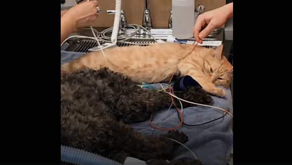 Кот-медбрат лечит мурлыканьем животных в ветклинике – видео - Sputnik Грузия