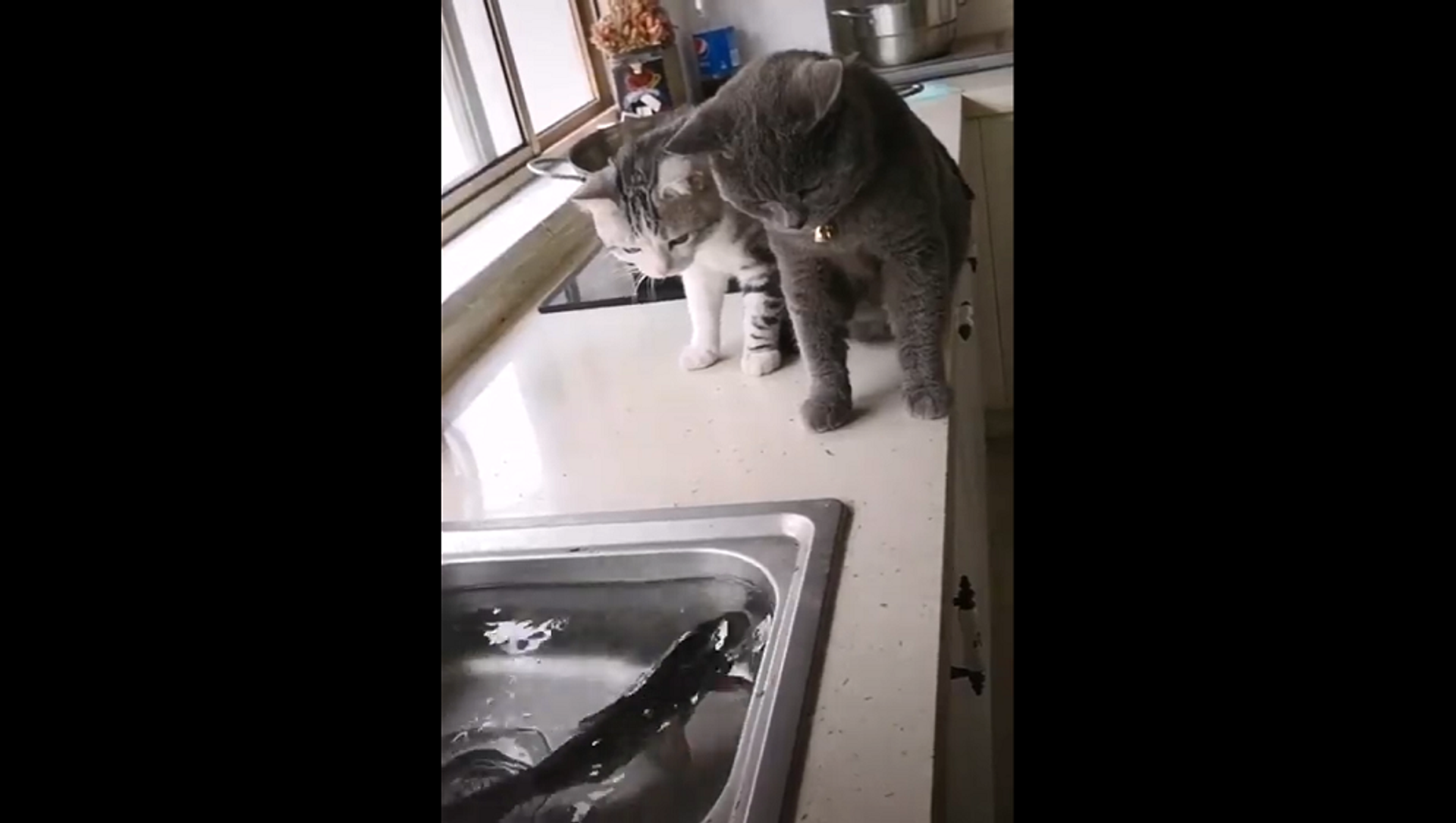 Любопытные кошки не очень понравились заскучавшей рыбе – смешное видео - Sputnik Грузия, 1920, 22.07.2021