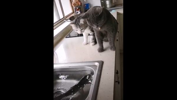 Любопытные кошки не очень понравились заскучавшей рыбе – смешное видео - Sputnik Грузия