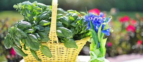 მწვანილი კალათში მწვანილი კალათში - Sputnik საქართველო