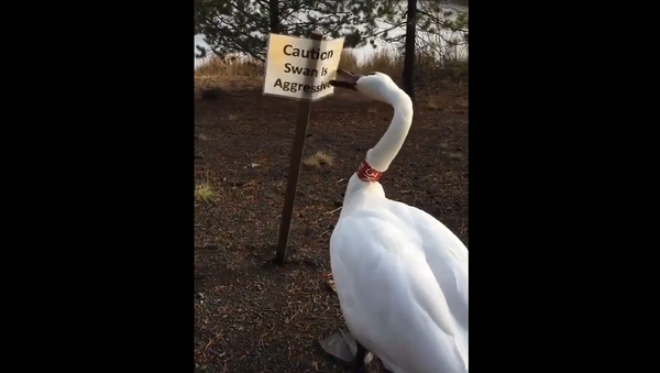Лебедь сносит табличку с надписью осторожно, агрессивный лебедь – видео - Sputnik Грузия