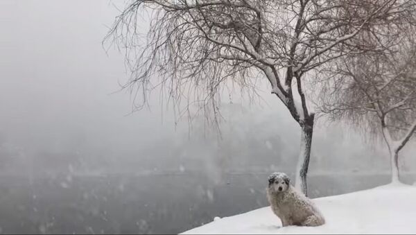 ძაღლი თოვლიან ბათუმში - Sputnik საქართველო