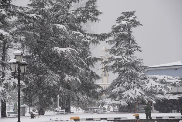 В снегу все - деревья, дороги, море, пальмы, бульвары..... - Sputnik Грузия