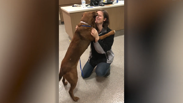 Девушка воссоединилась с потерянной собакой спустя два года разлуки – потрясающее видео - Sputnik Грузия