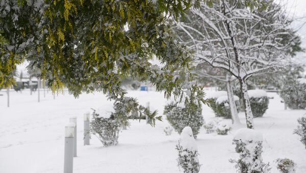 Зимний Батуми в снегу. Листья деревьев в парке в мороз в снегу - Sputnik Грузия