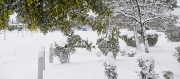 Зимний Батуми в снегу. Листья деревьев в парке в мороз в снегу - Sputnik Грузия