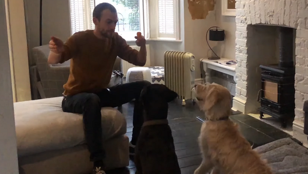 Мужчина показал собакам фокус с игрушкой – их забавная реакция на видео - Sputnik Грузия