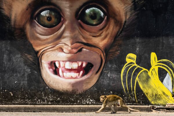 Снимок Обезьяна граффити профессионального испанского фотографа Джоан де ла Малла, вошедший в шорт-лист конкурса 2020 Sony World Photography Awards в категории Мир природы и дикая природа - Sputnik Грузия