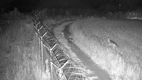 Два волка напали на барсука среди ночи, но он оказался не промах – видео - Sputnik Грузия