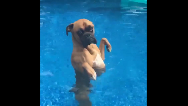Собака не понимает, как плавать, и ходит в воде – смешное видео - Sputnik Грузия