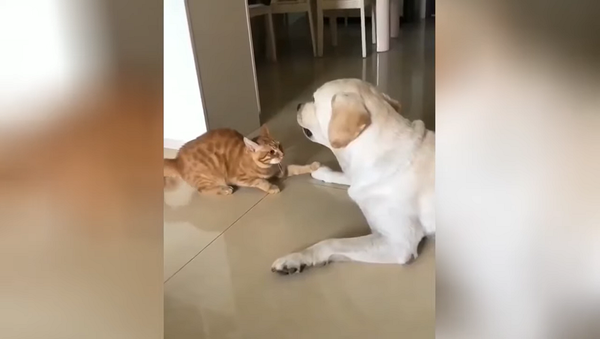 Ну не злись: успокаивающая собаку кошка покорила Сеть – видео - Sputnik Грузия