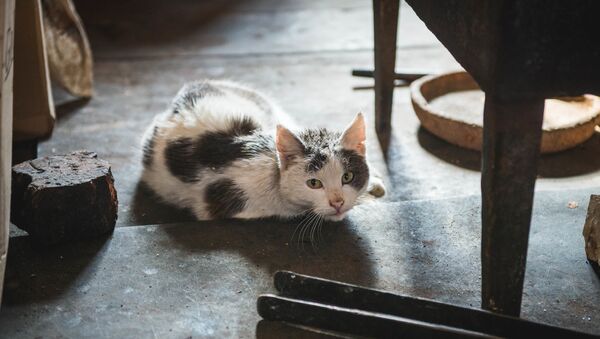 Кошка греется у дровяной печи - Sputnik Грузия