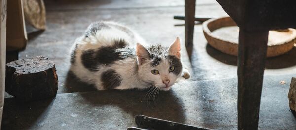 Кошка греется у дровяной печи - Sputnik Грузия