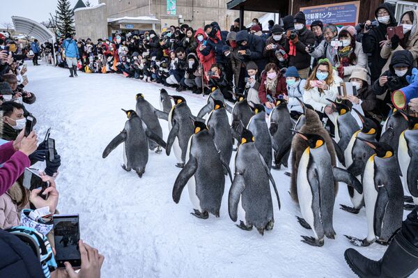 Королевские пингвины, идущие по снегу в зоопарке Асахияма, Япония - Sputnik Грузия