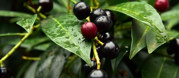 წყავი - Sputnik საქართველო