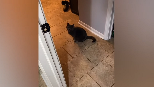 Ты идешь?: говорящий кот позвал хозяина и удивил Сеть – видео - Sputnik Грузия